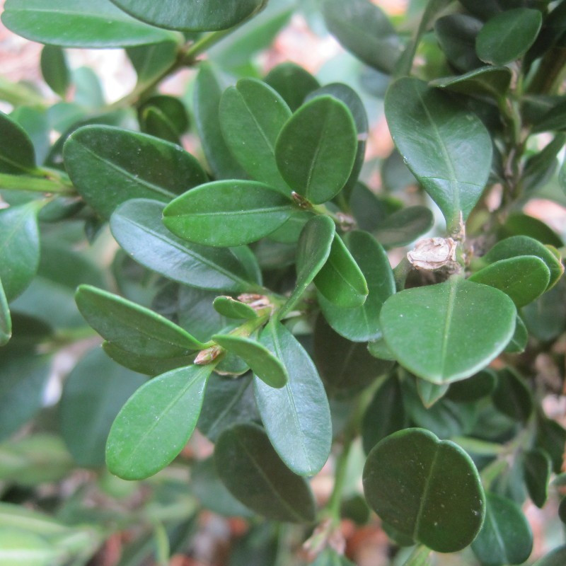 Buxus 'Green Mound'
