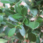 Buxus 'Green Mound'