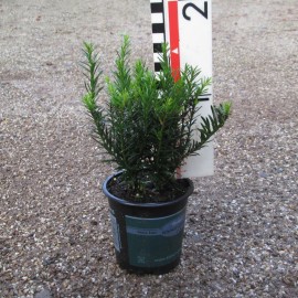 Taxus bacc. 'Renkes Kleiner Grüner'