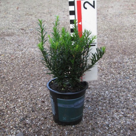 Taxus bacc. 'Renkes Kleiner Grüner'