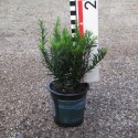 Taxus bacc. 'Renkes Kleiner Grüner'