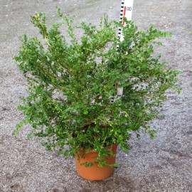 Buxus semp. 'Trompenburg'