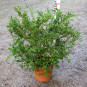Buxus semp. 'Trompenburg'