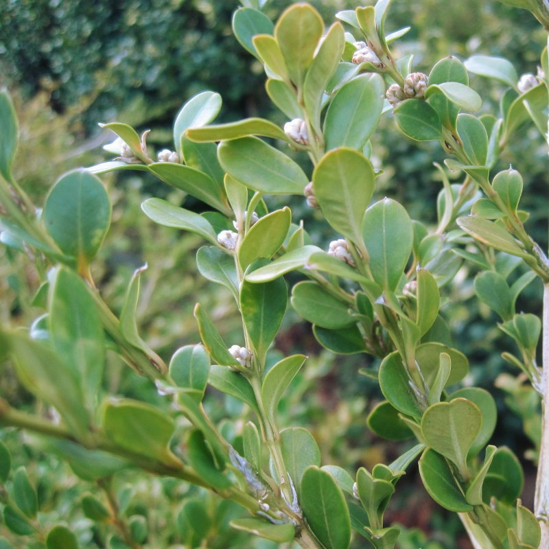 Buxus semp. 'Trompenburg'