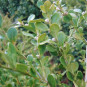Buxus semp. 'Trompenburg'