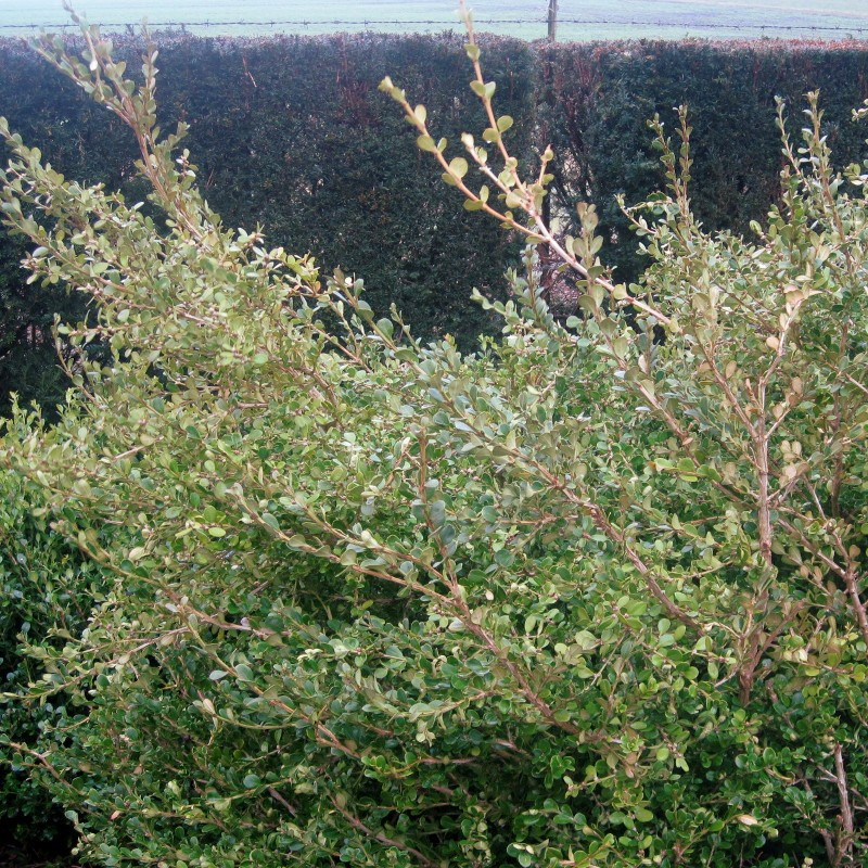Buxus semp. 'Trompenburg'