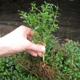 Buxus mic.  'Justin Brouwers'