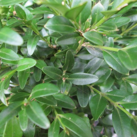 Buxus mic.  'Justin Brouwers'