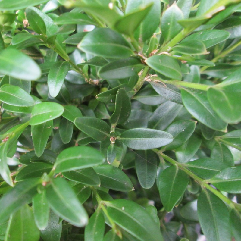Buxus mic.  'Justin Brouwers'
