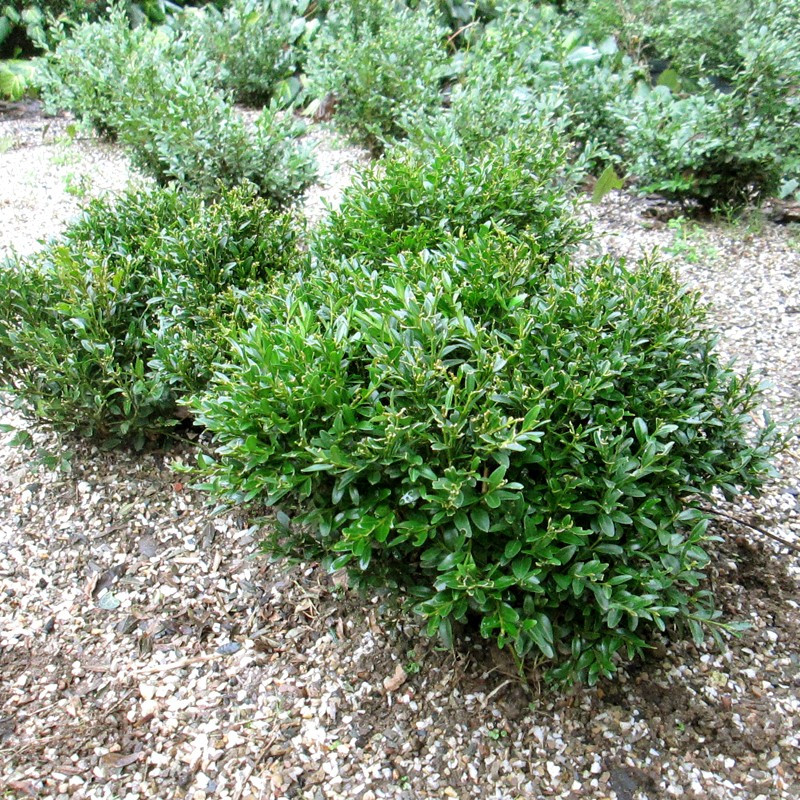 Buxus mic.  'Justin Brouwers'