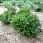 Buxus mic.  'Justin Brouwers'