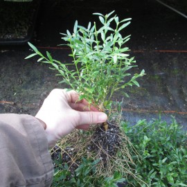 Buxus semp. 'Angustifolia'