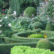 Buchsbaum (Buxus) Standarts