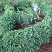 'Blauer Heinz' Buxus sempervirens