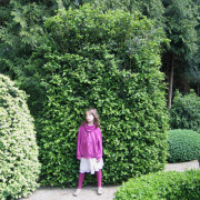 'Schopes' Buxus microphylla