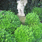 'Faulkner' Buxus microphylla