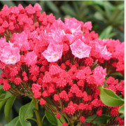 'Kardinal' Kalmia latifolia