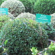 Buchsbaum (Buxus) weitere Sorten