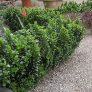 Zwergspindel (Euonymus)