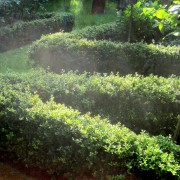 Japan-Hülse (Ilex)