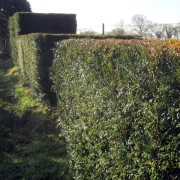 Eibe (Taxus)