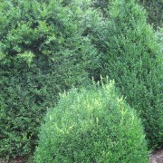 'Angustifolia' Buxus sempervirens