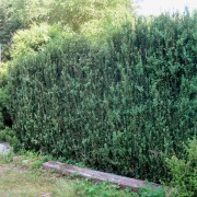 'Handworthiensis' Buxus sempervirens