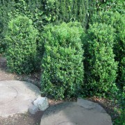 'Hollandia' Buxus sempervirens