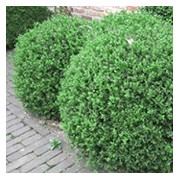 'John Baldwin' Buxus microphylla