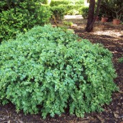 'Vardar Valley' Buxus sempervirens