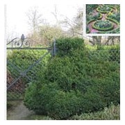 'Suffruticosa' Buxus sempervirens