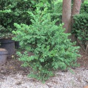 'Green Mound' Buxus