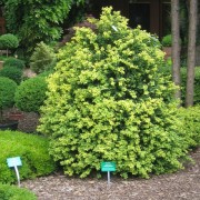 'Latifolia Maculata' Buxus sempervirens