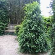 'Myrtifolia' Buxus sempervirens