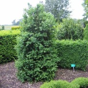 'Atrops Selektion H' Buxus
