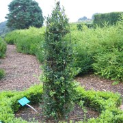 'Raket' Buxus sempervirens