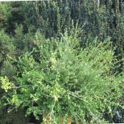 'Trompenburg' Buxus microphylla
