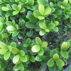 'Green Hedge' Ilex crenata