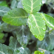 fortunei  'Radicans' Euonymus