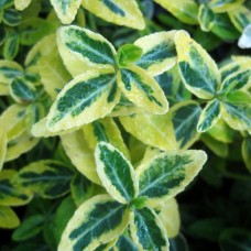 fortunei 'Emerald 'n' Gold' Euonymus 