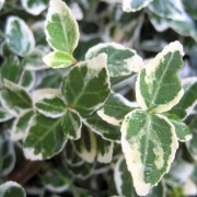 fortunei' Emerald Gaiety' Euonymus