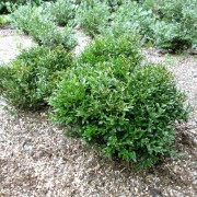 'Justin Brouwers' Buxus microphylla