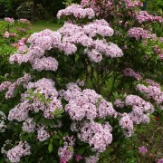 Berglorbeer (Kalmia)