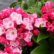 'Ostbo Red' Kalmia latifolia