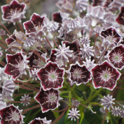 'Mitternacht' Kalmia latifolia