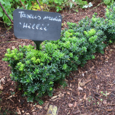 'Hillii' Taxus x media