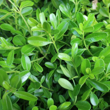 BetterBuxus®