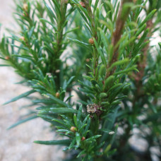 'Tiny T' Taxus baccata 