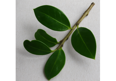 Ilex pflanzen und pflegen
