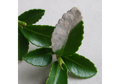Euonymus – Pflegeleicht und dekorativ im Garten